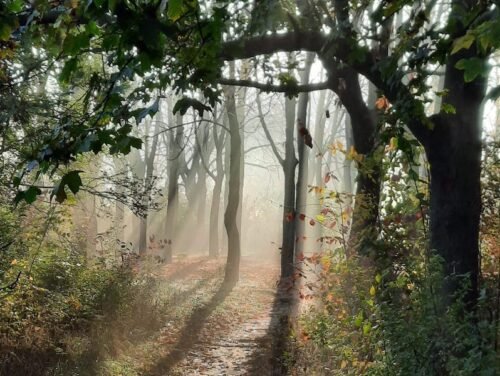 שירותי סיוע תיירים