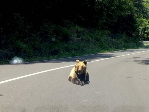 טיולי יום מבוקרשט
